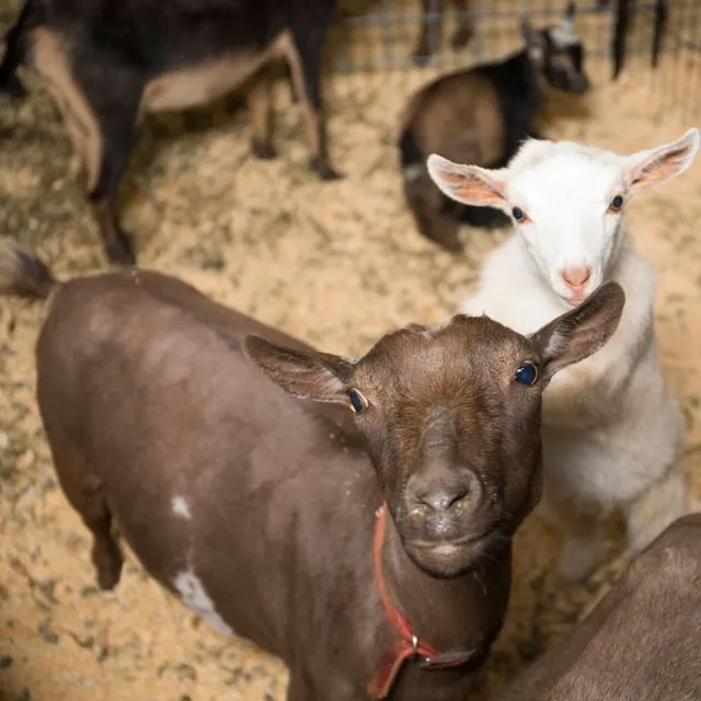 thumbnail for publication: Foundational Small Ruminant Management and Husbandry
